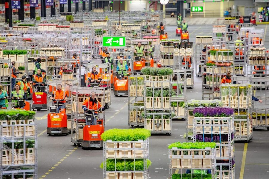 Aalsmeer: Flower Auction Royal Flora Holland Entry Ticket - Key things to know before you go