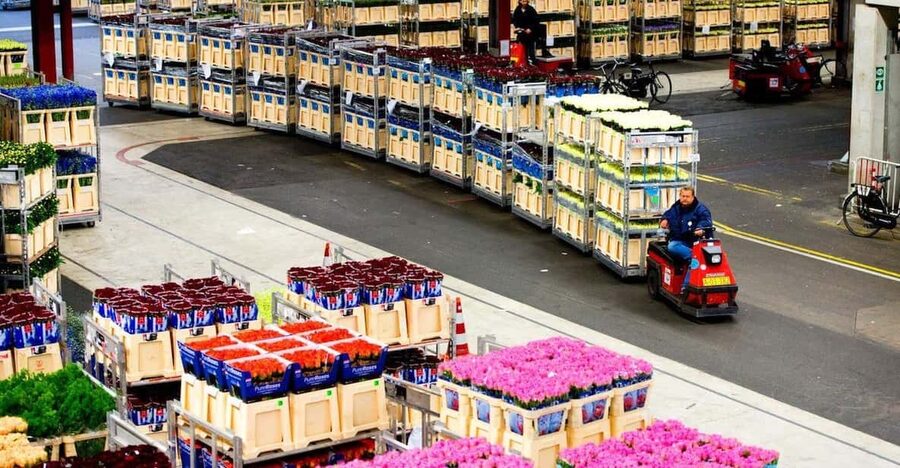 Aalsmeer: Flower Auction Royal Flora Holland Entry Ticket - Aalsmeer’s flower auction feels like a working city