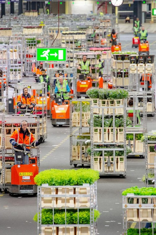 Aalsmeer: Flower Auction Royal Flora Holland Entry Ticket - The self-guided audio tour: learn as you walk