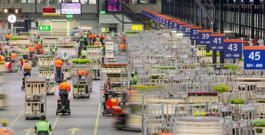 Aalsmeer: Flower Auction Royal Flora Holland Entry Ticket - Early morning visits: why timing changes everything