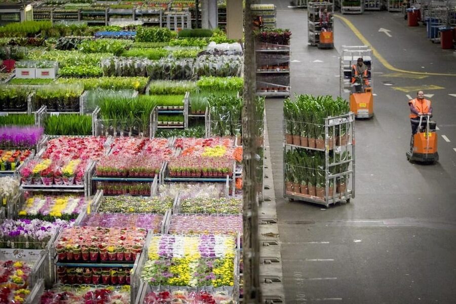 Aalsmeer: Flower Auction Royal Flora Holland Entry Ticket - Self-guided pros and a real drawback to consider