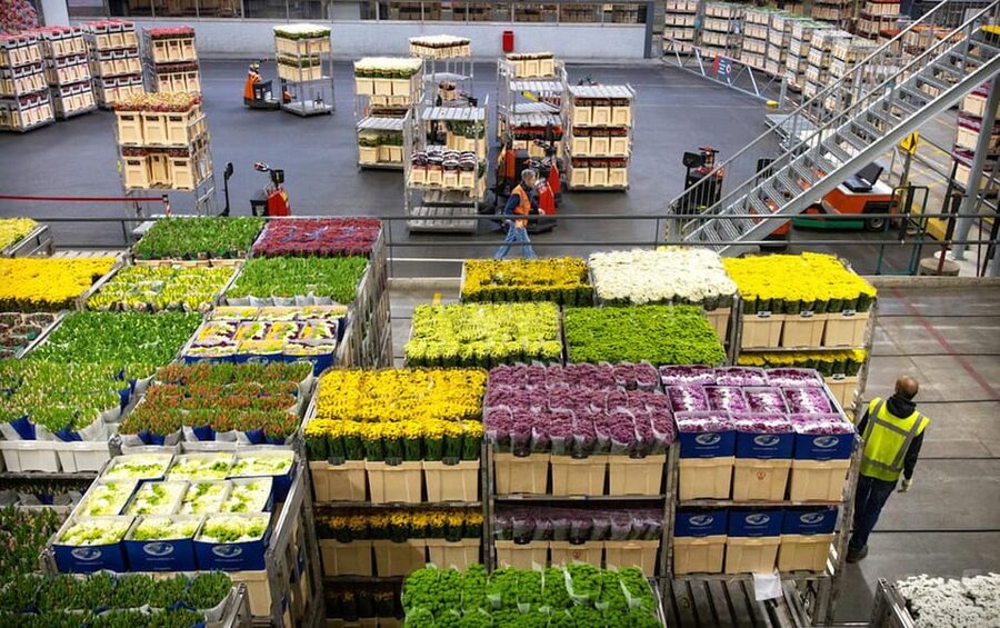 Aalsmeer: Flower Auction Royal Flora Holland Entry Ticket - Practical planning for your Aalsmeer morning