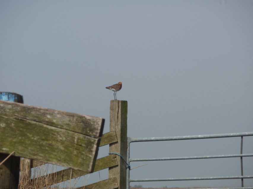 Amsterdam 5-Hour Guided Canoe Trip in the Wetlands - Birdwatching chances: black-tailed godwit and lapwing