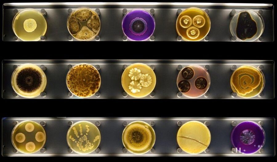 Amsterdam: ARTIS-Micropia Microbe Museum Entry Ticket - Key highlights that make Micropia worth your time