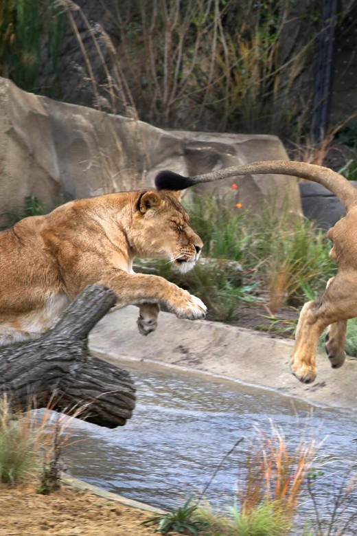 Amsterdam: ARTIS Royal Zoo and ARTIS Groote Museum Ticket - Who This Combo Ticket Is Best For