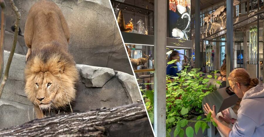 Amsterdam: ARTIS Royal Zoo and ARTIS Groote Museum Ticket - Elephant Expedition and the Elephant Code