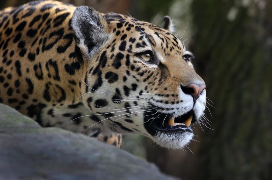 Amsterdam: ARTIS Royal Zoo and ARTIS Groote Museum Ticket - ARTIS-Groote Museum: Touch, Smell, Listen, and Connect