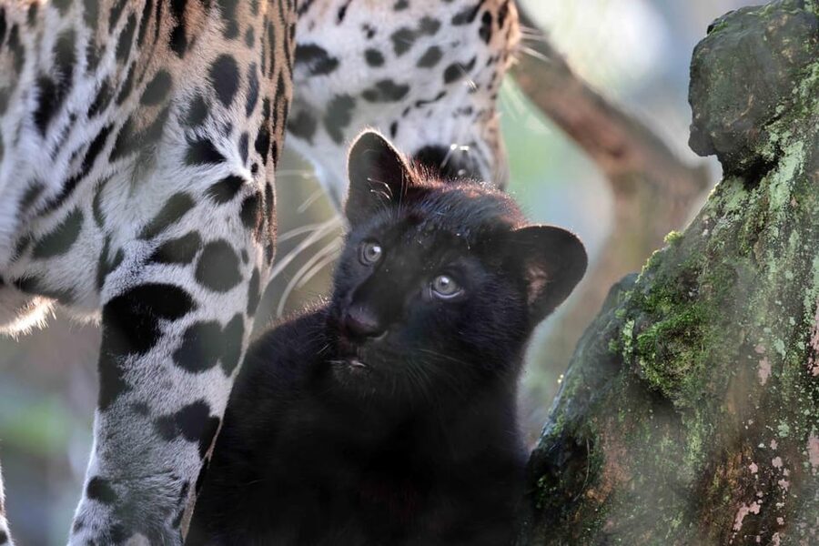 Amsterdam: Artis Royal Zoo & ARTIS-Micropia Combo Ticket - Why ARTIS feels different than a standard zoo