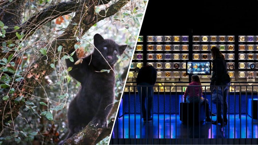 Amsterdam: Artis Royal Zoo & ARTIS-Micropia Combo Ticket - ARTIS Royal Zoo: elephants, Madagascar, and a planetarium add-on