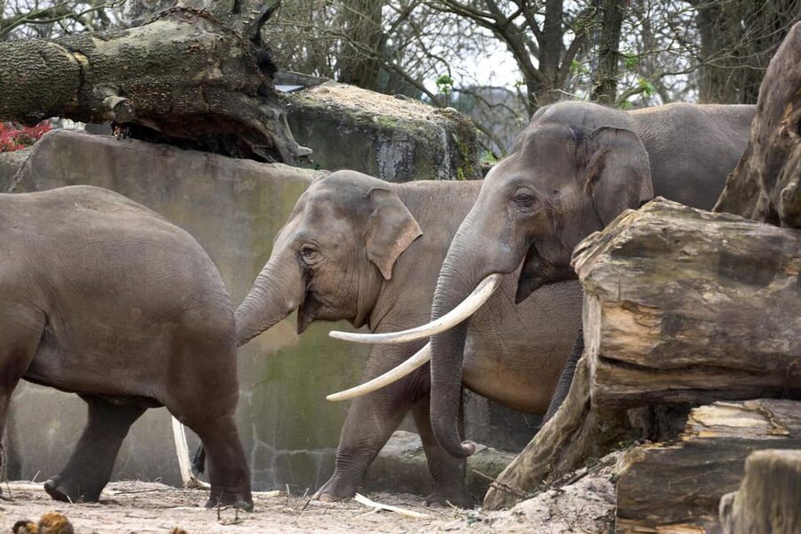 Amsterdam: Artis Royal Zoo & ARTIS-Micropia Combo Ticket - Getting there by tram, plus practical in-park tips