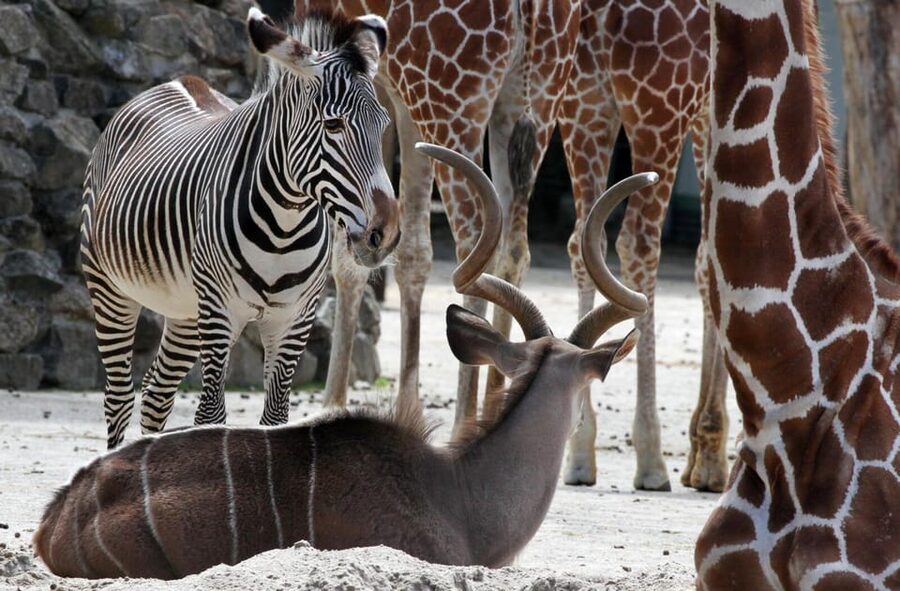 Amsterdam: Artis Royal Zoo & ARTIS-Micropia Combo Ticket - Who this combo ticket is best for