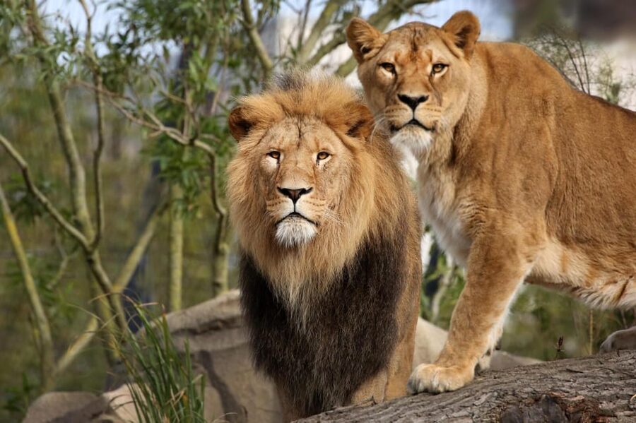 Amsterdam: Artis Royal Zoo & ARTIS-Micropia Combo Ticket - Should you book the ARTIS Zoo and ARTIS-Micropia combo?