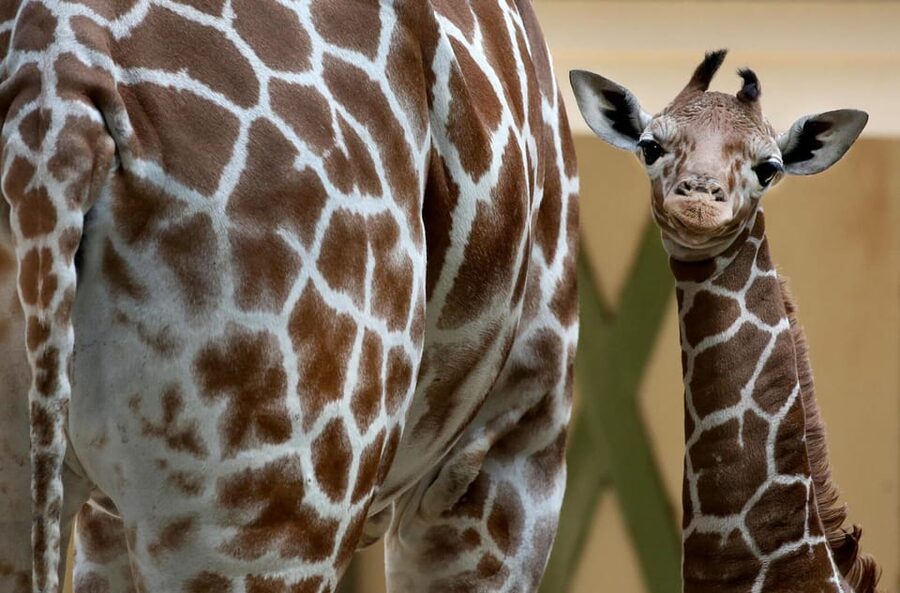 Amsterdam: Artis Royal Zoo & ARTIS-Micropia Combo Ticket - Planning Your Day Around Timed Micropia, Flexible Zoo Hours