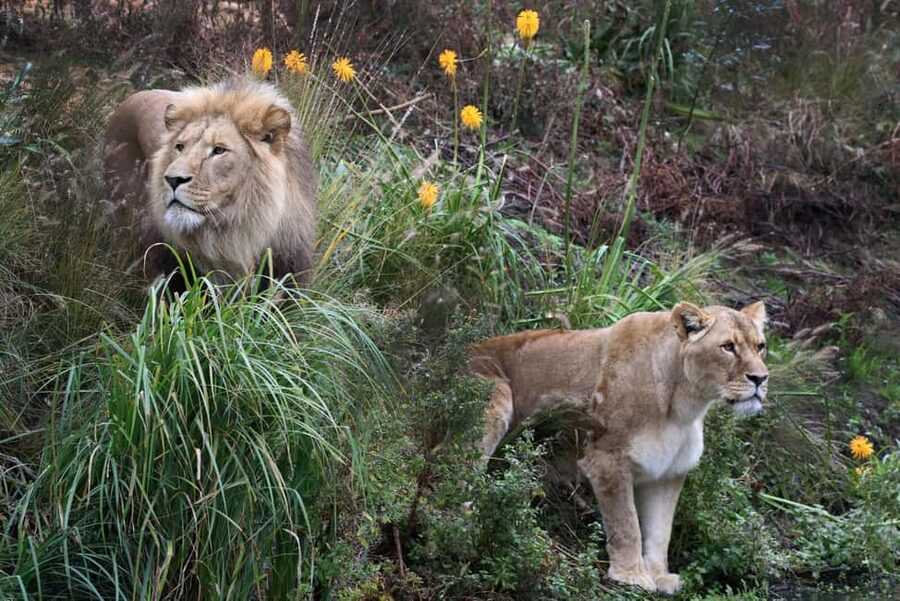 Amsterdam: ARTIS Royal Zoo Entry Ticket - Key points before you go