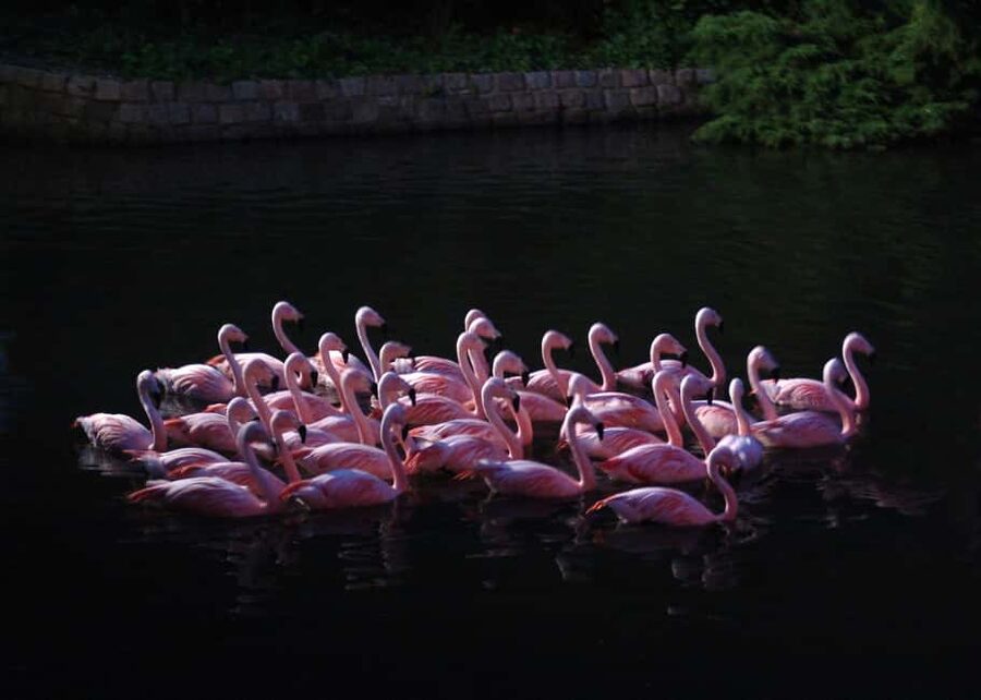 Amsterdam: ARTIS Royal Zoo Entry Ticket - Jaguars, elephants, and the big mammals you should prioritize
