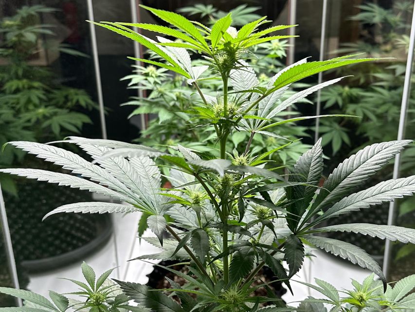 Amsterdam: Cannabis Museum Entry Ticket - The Top-Floor Equipment Area, Hemp Tea, and the Goodie Bag Moment