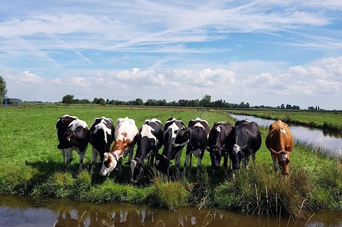 Amsterdam City & Countryside Tour: The Best of both Worlds - Stop 3: Zaanse Schans windmills and the clog-maker moment