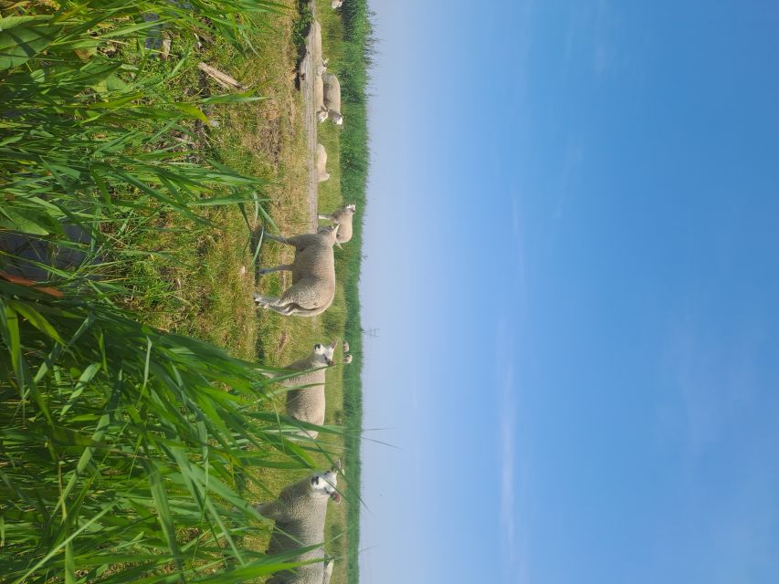Amsterdam: Countryside Bike and Kayak Guided Tour - Why the small group cap changes the whole experience