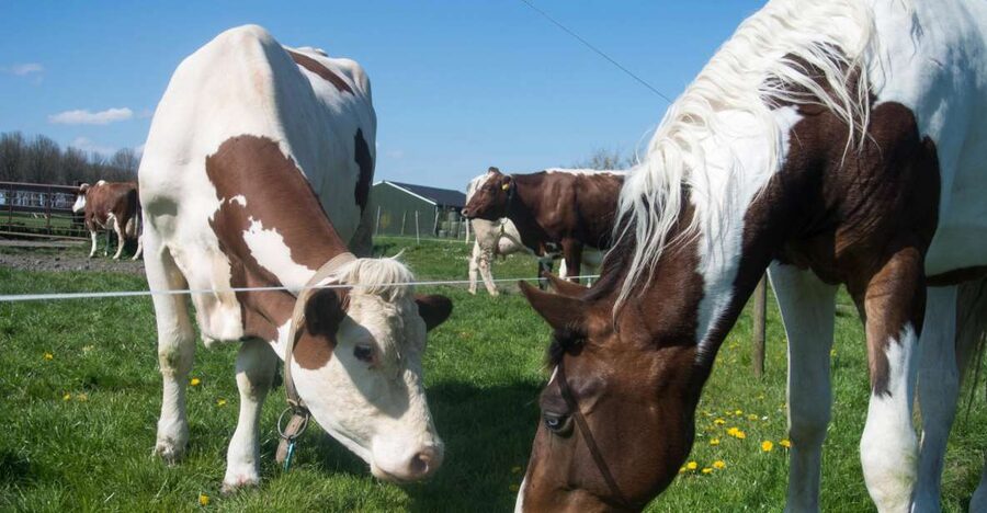 Amsterdam: Full-Day Countryside Tour - Edam and Volendam: Harbor Energy, Old Streets, Easy Free Time