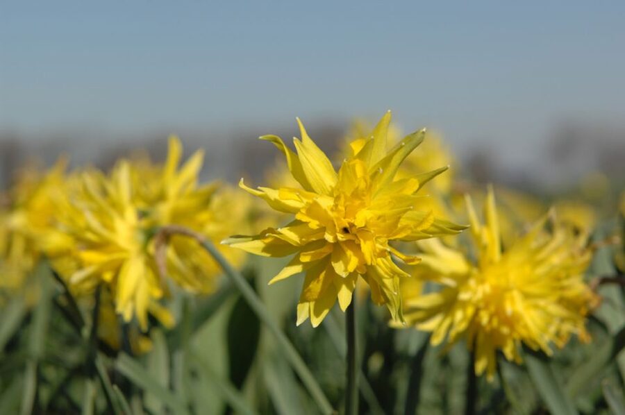 Amsterdam: Half-Day Flower Fields and Keukenhof Bicycle Tour - Half-day timing that fits a real Amsterdam day