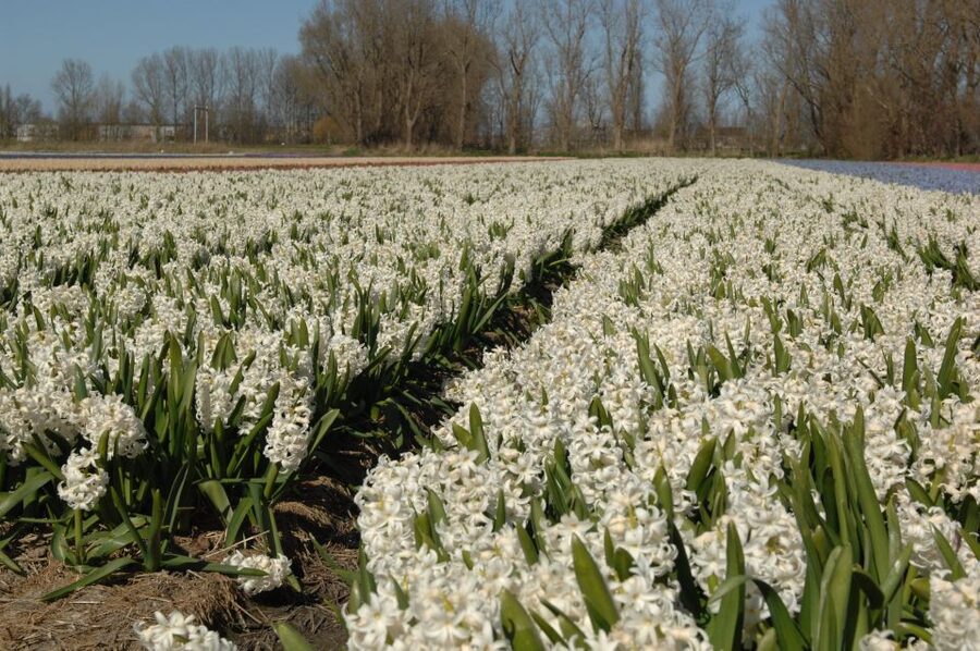 Amsterdam: Half-Day Flower Fields and Keukenhof Bicycle Tour - Getting there from Amsterdam Central: simple, organized, low-stress