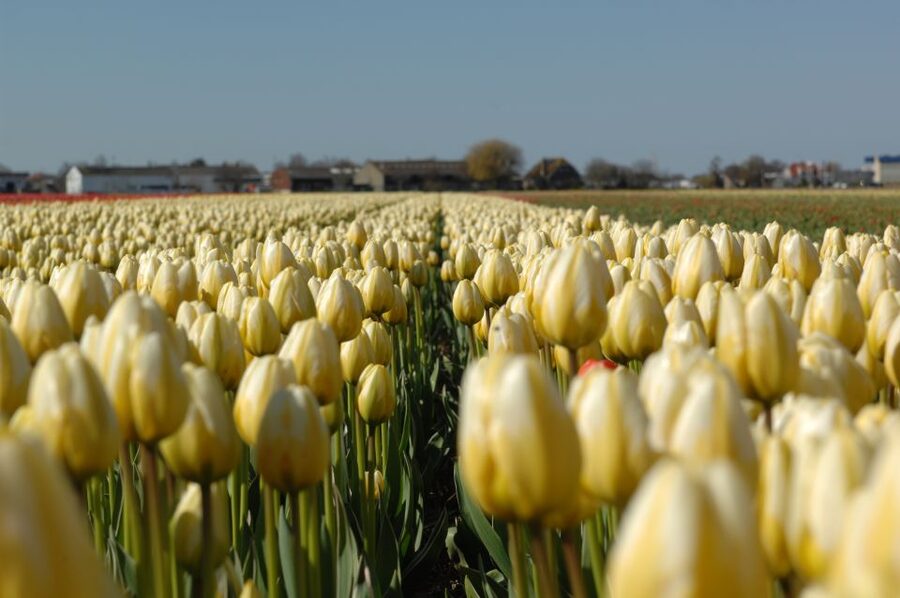 Amsterdam: Half-Day Flower Fields and Keukenhof Bicycle Tour - Price and value: what you get for about $101