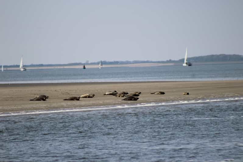 Amsterdam: Half-Day Seal Safari at Waddensea UNESCO Site - The UNESCO Waddensea, where the tide does the work