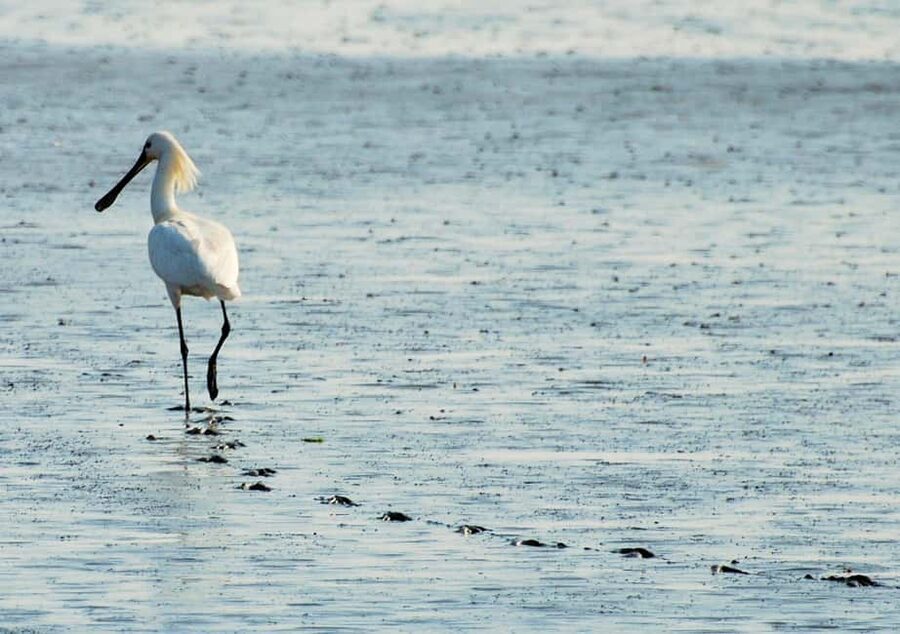Amsterdam: Half-Day Seal Safari at Waddensea UNESCO Site - Should you book the Amsterdam half-day seal safari at Waddensea?