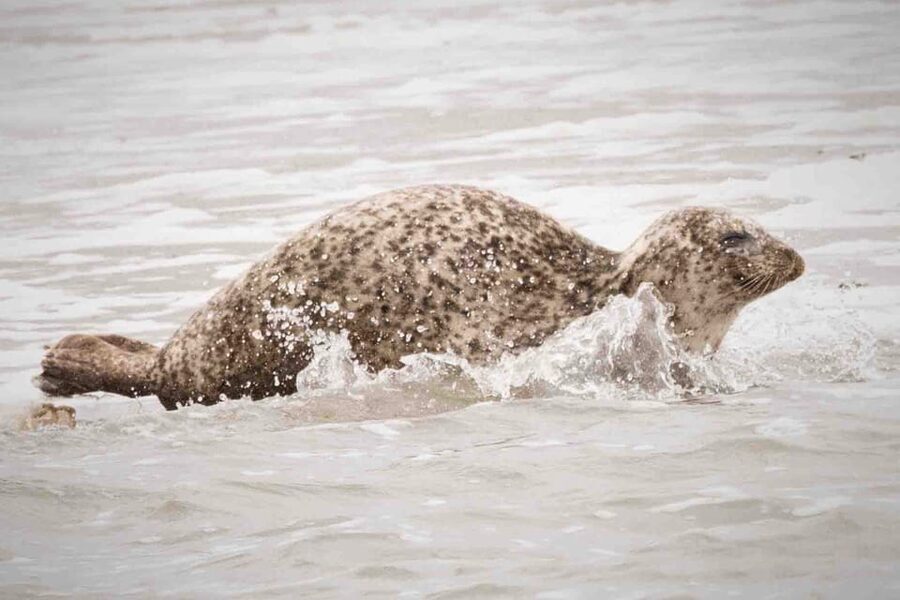Amsterdam: Half-Day Seal Safari at Waddensea UNESCO Site - Morning pick-up in Amsterdam and the countryside ride to North Holland