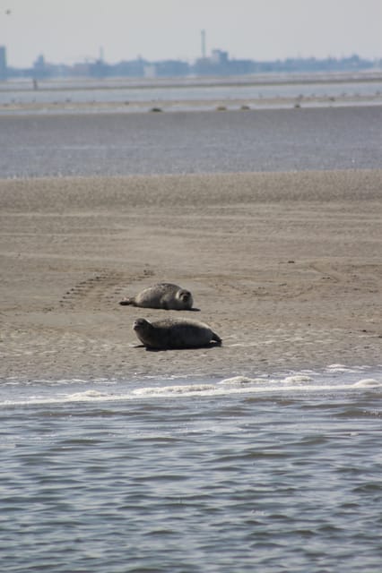 Amsterdam: Half-Day Seal Safari at Waddensea UNESCO Site - Seal spotting reality check: you are watching wildlife, not a show