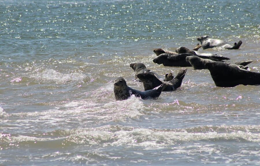 Amsterdam: Half-Day Seal Safari at Waddensea UNESCO Site - Medemblik on the IJsselmeer: what to do with your free time