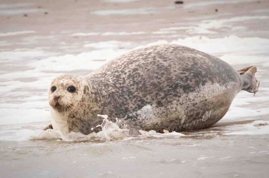 Amsterdam: Half-Day Seal Safari at Waddensea UNESCO Site - What is included, and what you should budget for