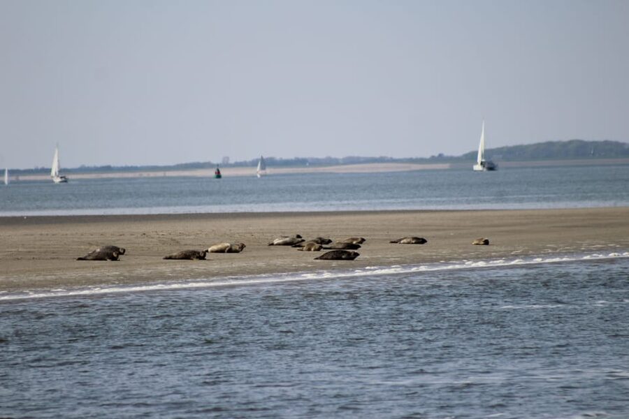 Amsterdam: Half-Day Seal Safari at Waddensea UNESCO Site - Languages, group size, and how you will interact with the guide