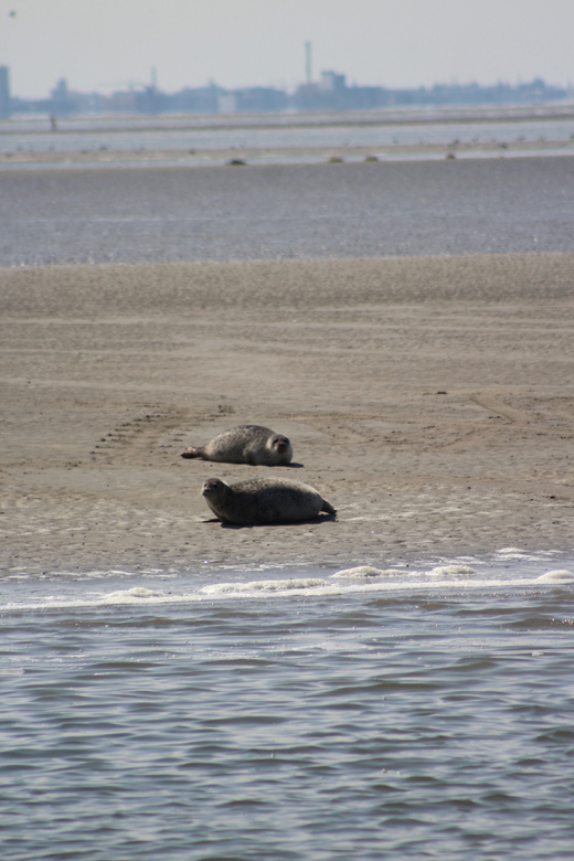 Amsterdam: Half-Day Seal Safari at Waddensea UNESCO Site - Price and value: why $199 can make sense for a half-day