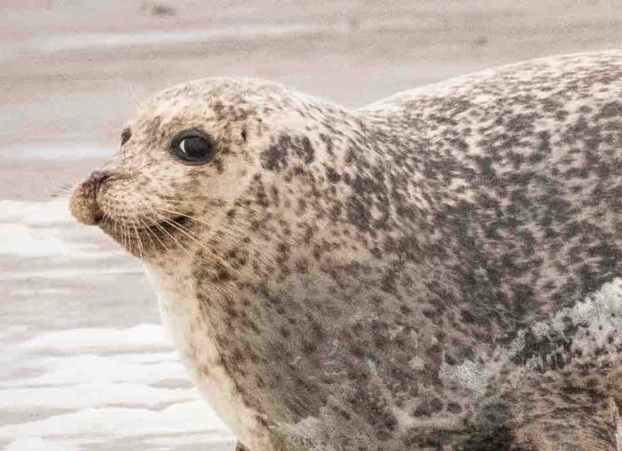 Amsterdam: Half-Day Seal Safari at Waddensea UNESCO Site - Who should book this seal safari, and who might skip it
