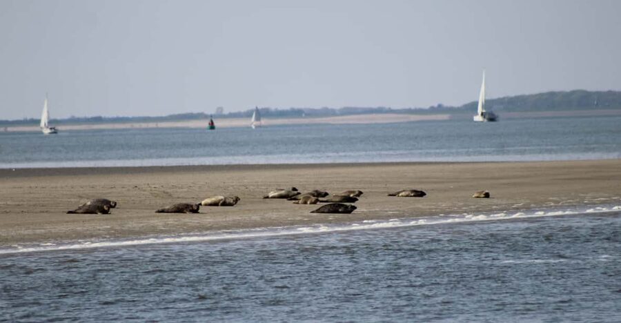 Amsterdam: Half-Day Seal Safari at Waddensea UNESCO Site - The boat tour: what the seal safari feels like on the water