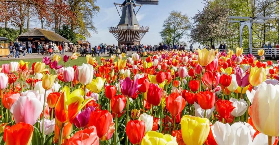 Amsterdam: Keukenhof and Zaanse Schans Live Guided Day Tour - Who This Tour Suits Best, and Who Should Rethink It