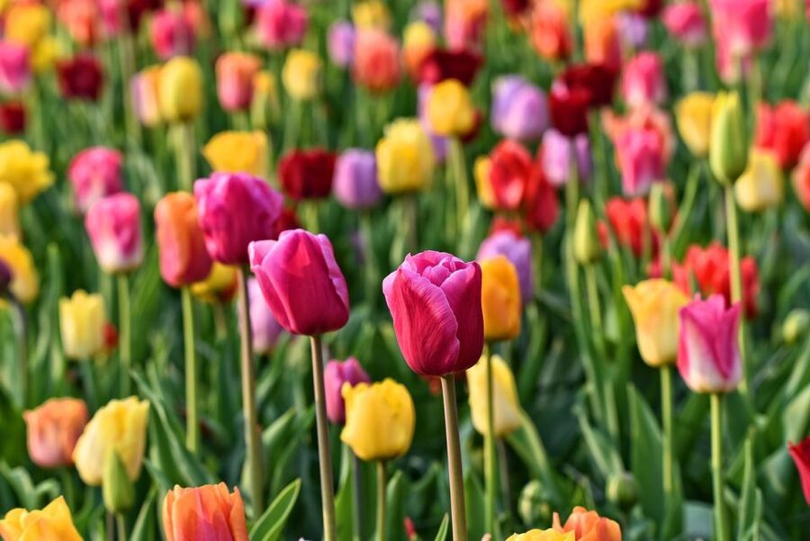 Amsterdam: Keukenhof and Zaanse Schans Live Guided Day Tour - Keukenhof Gardens: Guided 45 Minutes Plus Time to Wander
