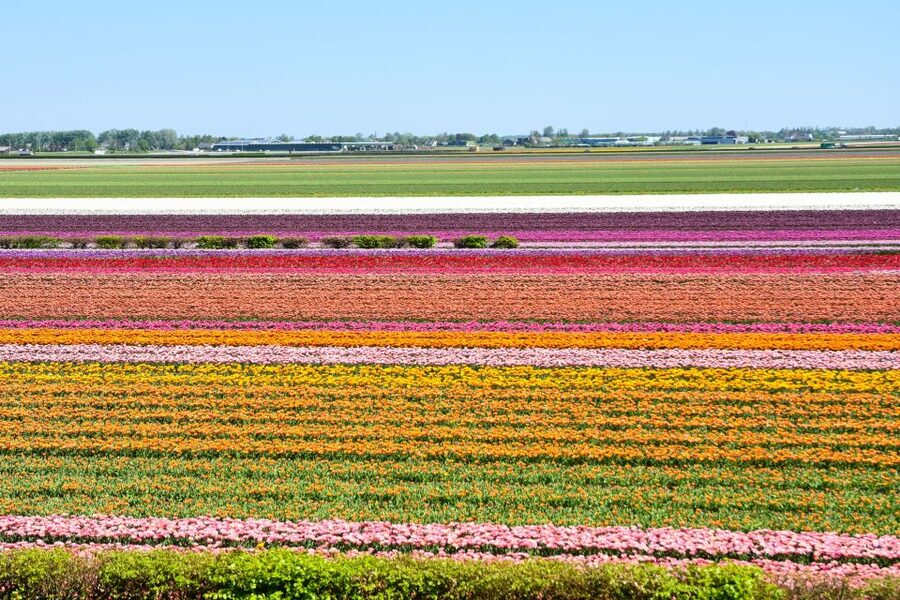 Amsterdam: Keukenhof and Zaanse Schans Live Guided Day Tour - The 9-Hour Flow: What the Day Feels Like