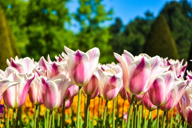 Amsterdam: Keukenhof and Zaanse Schans Windmills Guided Day Trip - Clogs and cheese: short stops that can either delight or disappoint