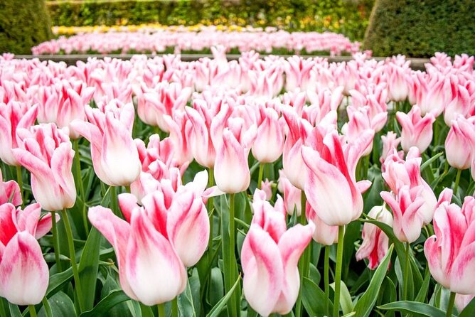 Amsterdam: Keukenhof Entry & Shuttle Bus with Flexible Return - Lines, timing, and a warm-building reality check