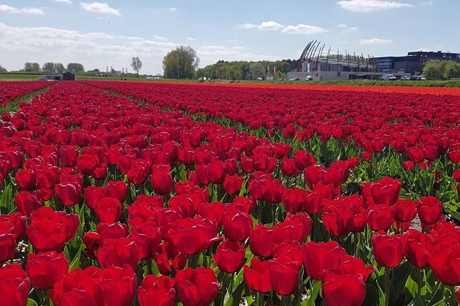 Amsterdam : Keukenhof FlowerFarm Privatetour Skip-The-Line ticket - Key highlights worth your attention