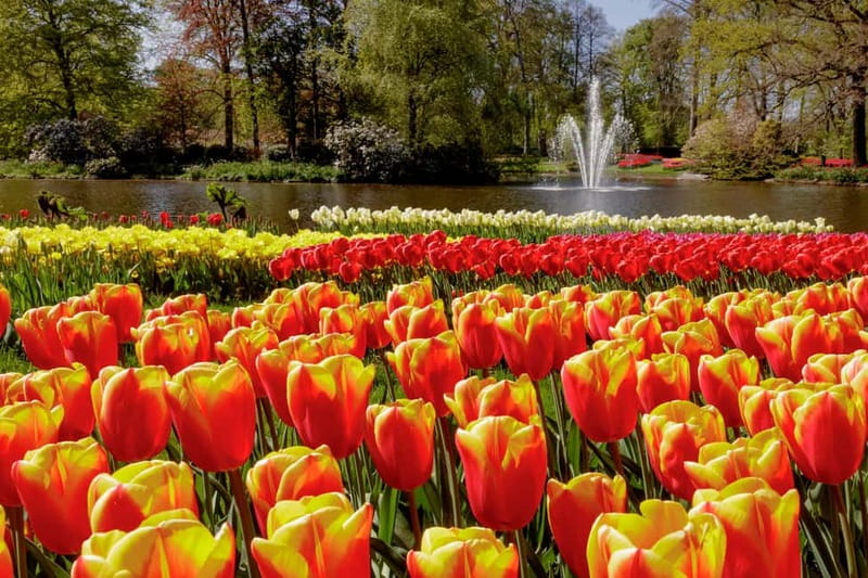 Amsterdam: Keukenhof Ticket and Roundtrip Shuttle Transfer - Your Keukenhof Day: What to Do Once You Step Through the Gates