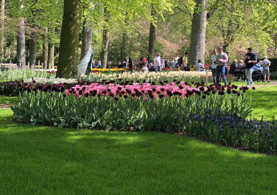 Amsterdam: Keukenhof Tulip Garden and Giethoorn Experience - Time Management on a 10-Hour Day, and How to Avoid Getting Rushed