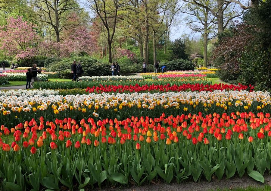 Amsterdam: Keukenhof Tulip Garden and Giethoorn Experience - What the $175 Price Actually Buys You (and Why It Can Be Worth It)