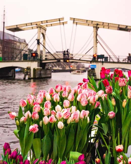 Amsterdam: Premium Tulip Boat Canal Tour - Rain happens: covered boats and your best move