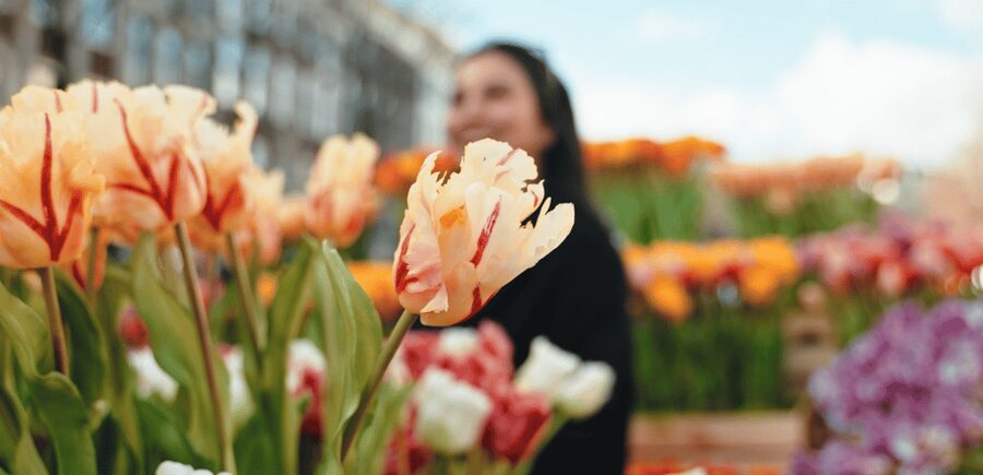 Amsterdam: Premium Tulip Boat Canal Tour - Price and value: what $32 buys you in Amsterdam