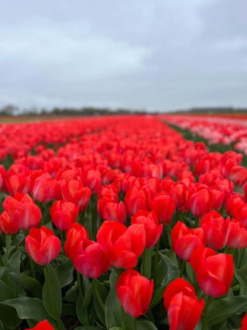 Amsterdam: Private Keukenhof and Free Tulip Tour - Why a private Keukenhof day beats the usual rush