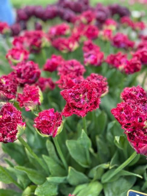 Amsterdam: Private Keukenhof and Free Tulip Tour - Lunch and dinner: optional, and worth planning around your group