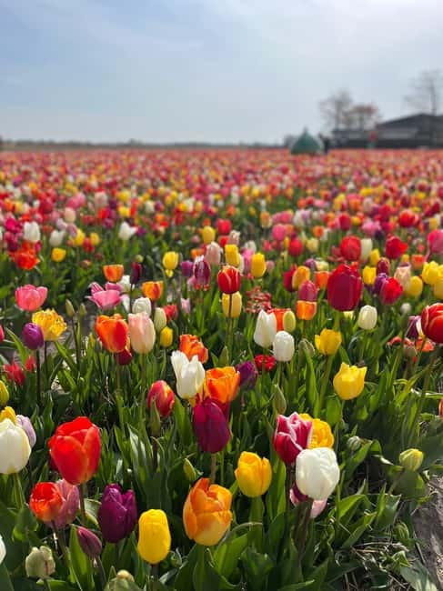 Amsterdam: Private Keukenhof and Free Tulip Tour - Planning tips so your day runs smoothly